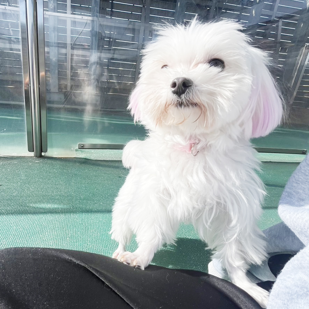 生徒が撮影したモデル犬たちの写真①